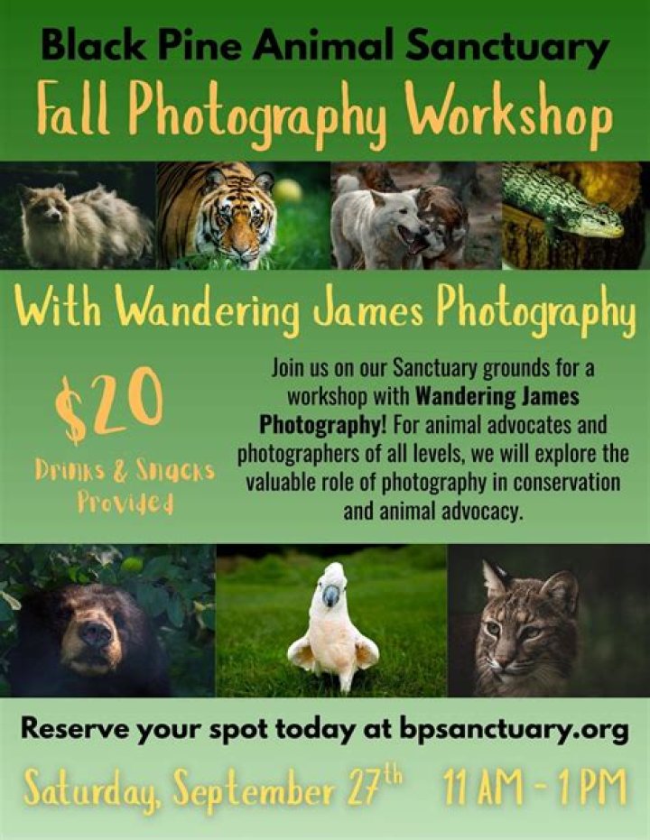 An Artistic Journey And Animal Advocacy
