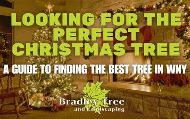 Discover The Secrets To Finding The Perfect Live Christmas Tree Near You